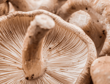 Gut-Friendly Mushrooms Could Help Aid Probiotic Treatments and Regulate Cholesterol