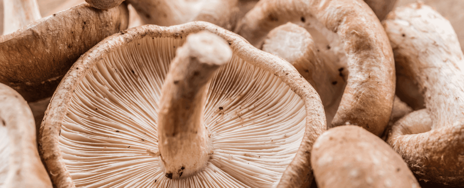 Gut-Friendly Mushrooms Could Help Aid Probiotic Treatments and Regulate Cholesterol