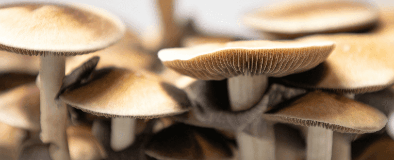 Focus Shifts to Psilocybin Therapy in New Jersey's Revised Legislation