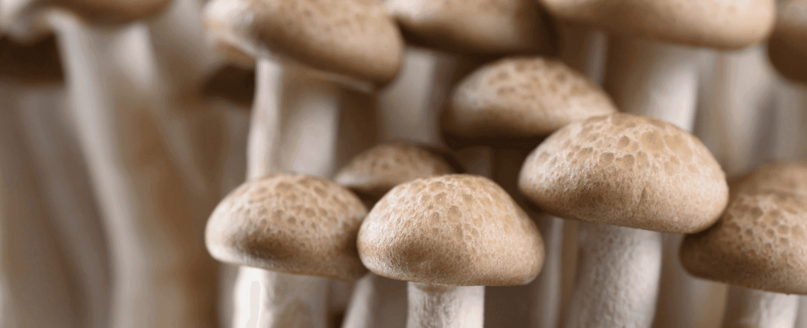 shitake and shimeji mushrooms – c.h.e.f