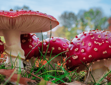 Experts Call for Immediate FDA Action on Dangerous Amanita Muscaria Sales