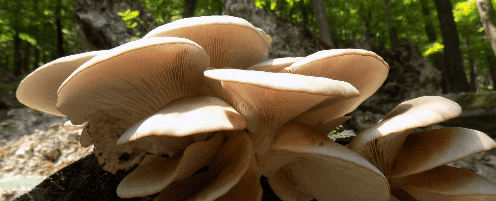 Experts Caution Against Growing Non-Native Fungi at Home Due to Ecological Risks