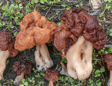 Why Finnish People Love Eating This Toxic Mushroom