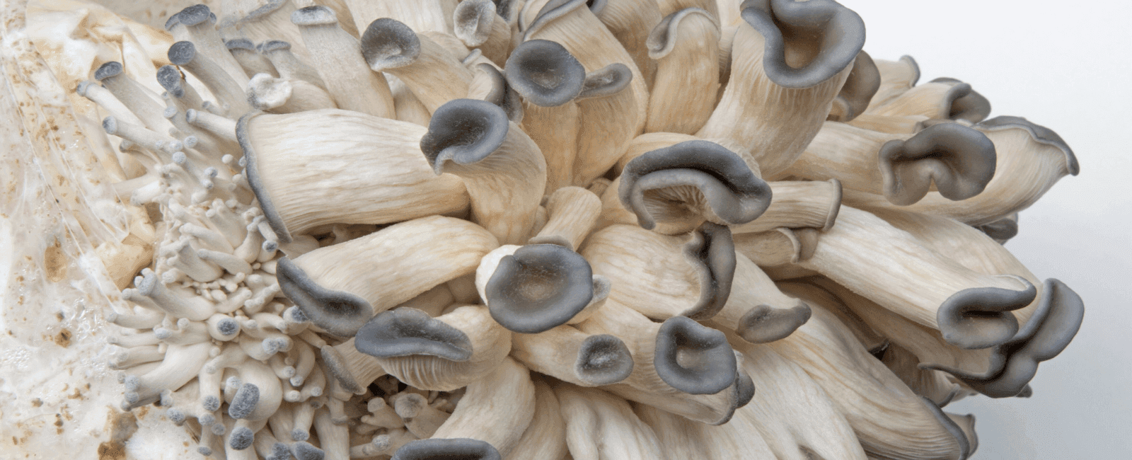 5 Ways You Can Make the Most Out of Your Old Mushroom Grow Kit