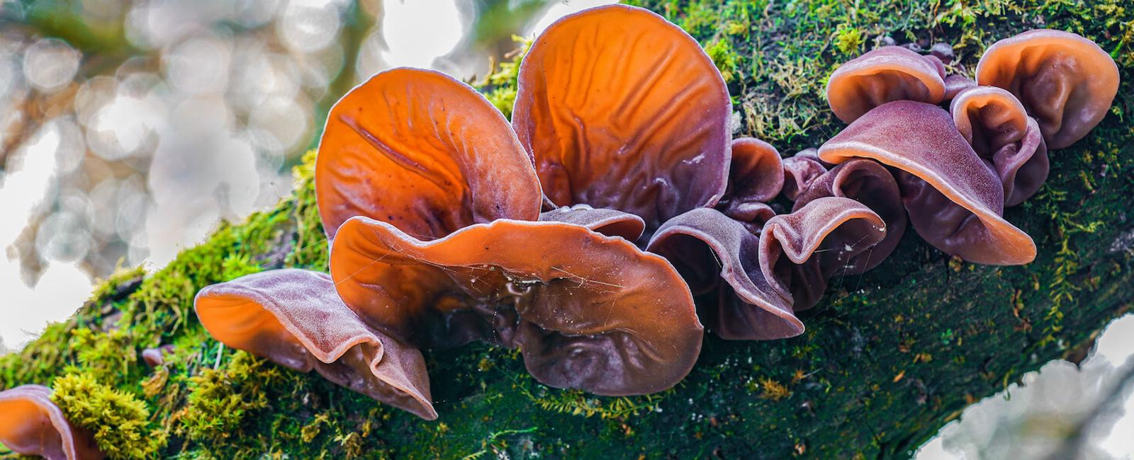Wood Ear Mushrooms 