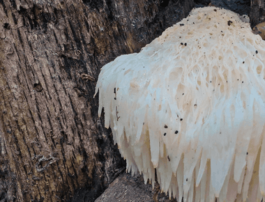 The Maine Mushroom Boom Brings Mycology to the Masses