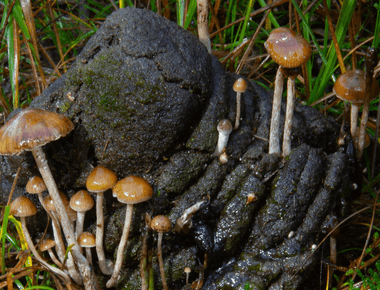 Discovery of New Magic Mushroom Reveals First Recorded Traditional Uses in Africa