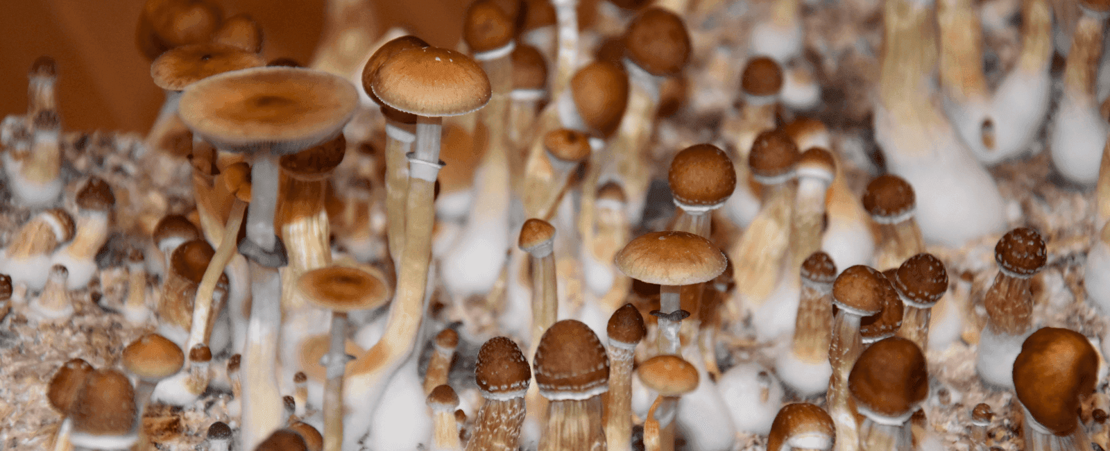 FDA Issues Draft Guidance on Psychedelic Drug Development