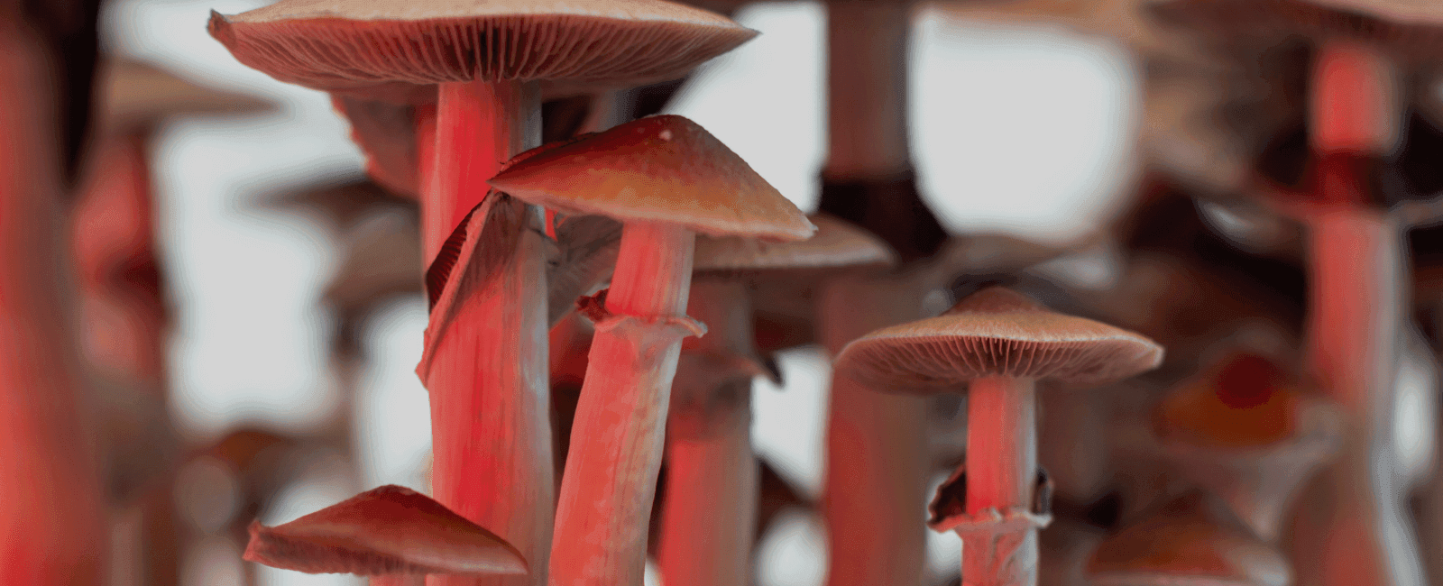 Federal Health Agency Recognizes Psilocybin's Benefits, Announces New Psychedelic Research