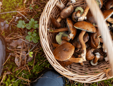 Top 10 Edible Mushrooms for Beginner Foragers