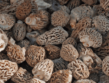 Morel Mushrooms Show Promise in Breast Cancer Treatment