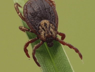 Researchers Discover Fungus That Could Control Tick Populations