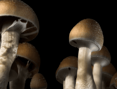 New Initiative in Washington Aims to Completely Legalize Natural Psychedelics