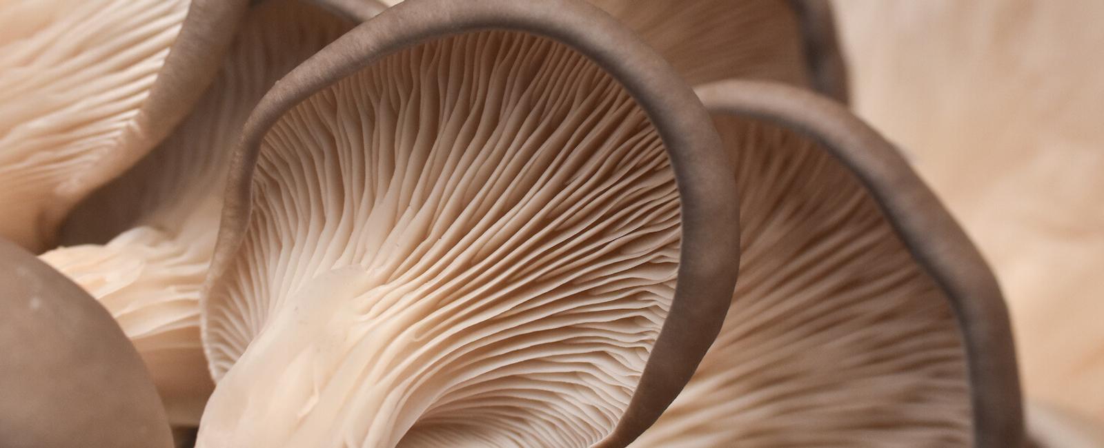 The Ultimate Guide to Pink Oyster Mushrooms