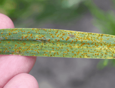 EPA Grants Approval for Rust Fungus to Battle Invasive Weed in New Zealand