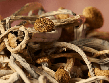 Mexico's Push to Legalize Magic Mushrooms: Can Tradition and Modern Medicine Coexist?